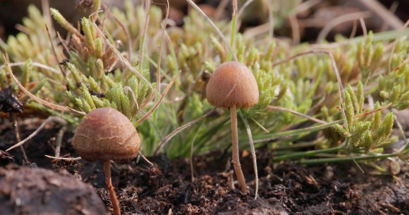 Mushrooms and moss thrive on a damp rock beside flowing water in a tranquil forest scene calm vibes.