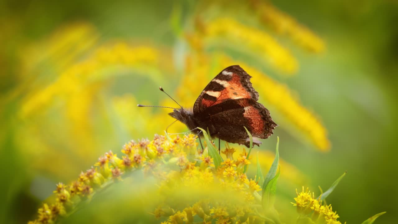 Small tortoiseshell butterfly (Aglais urticae, Nymphalis urticae) is a colourful Eurasian butterfly in the family Nymphalidae. It is a medium-sized butterfly that is mainly reddish orange.