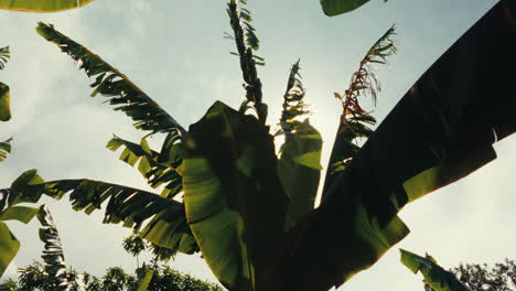 Banana Tree Canopy
