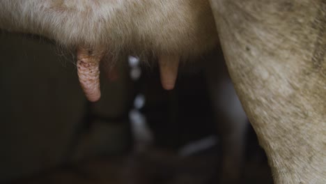 closeup on cows udder farm hand preparing and connecting dairy mechanical suction pump