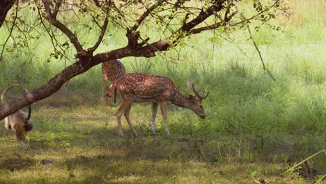 chital o cheetal, también conocido como venado manchado, venado chital y venado de eje, es una especie de venado que es nativa del subcontinente indio. parque nacional de ranthambore sawai madhopur rajasthan india