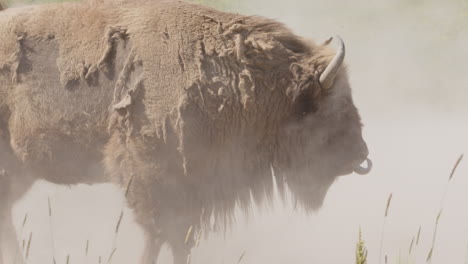 el búfalo europeo con el abrigo de invierno peludo se encuentra en una gran nube de polvo, slomo