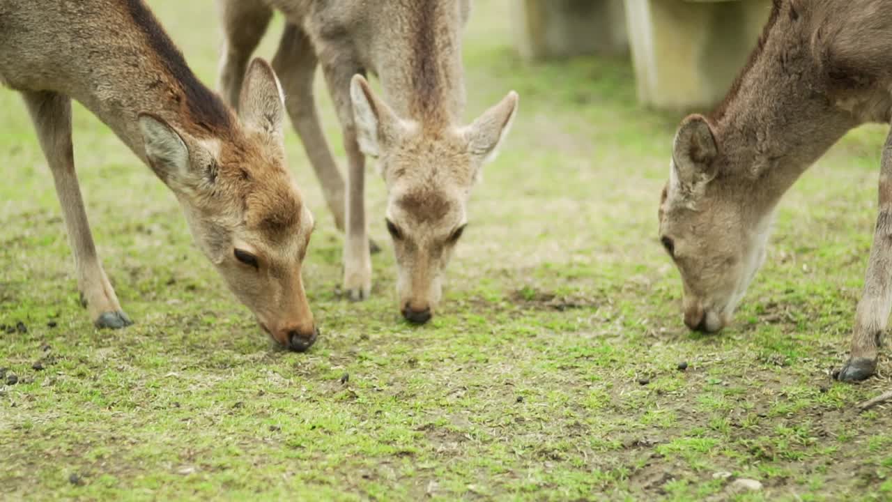 세 마리의 사슴이 일본 나라 공원에서 푸른 풀을 먹는 것을 즐긴다 - 슬로우 모