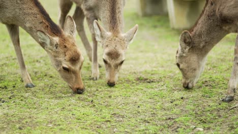 Nahaufnahme-Von-Drei-Hirschen-Genießen-Sie-Das-Essen-Eines-Grünen-Grases-Im-Nara-Park,-Japan---Zeitlupe