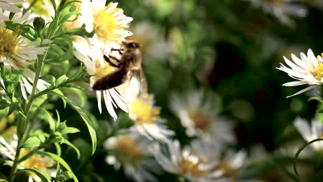 bee on flowers collecting pollen macro closeup-18