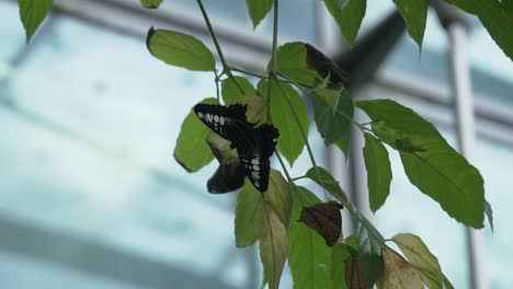 mariposa cola de golondrina en las hojas de los árboles en el jardín de mariposas