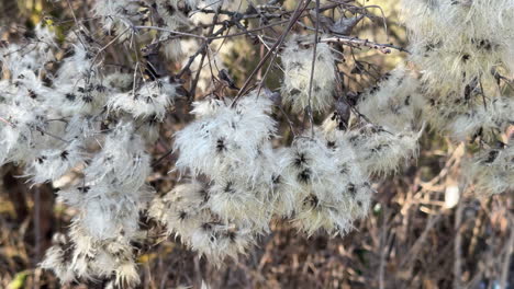 a detailed view of fluffy white seed pods hanging on thin branches.