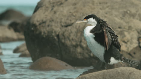 Pied-Shag-Steht-Auf-Dem-Felsen-Und-Trocknet-Seine-Flügel---Nahaufnahme