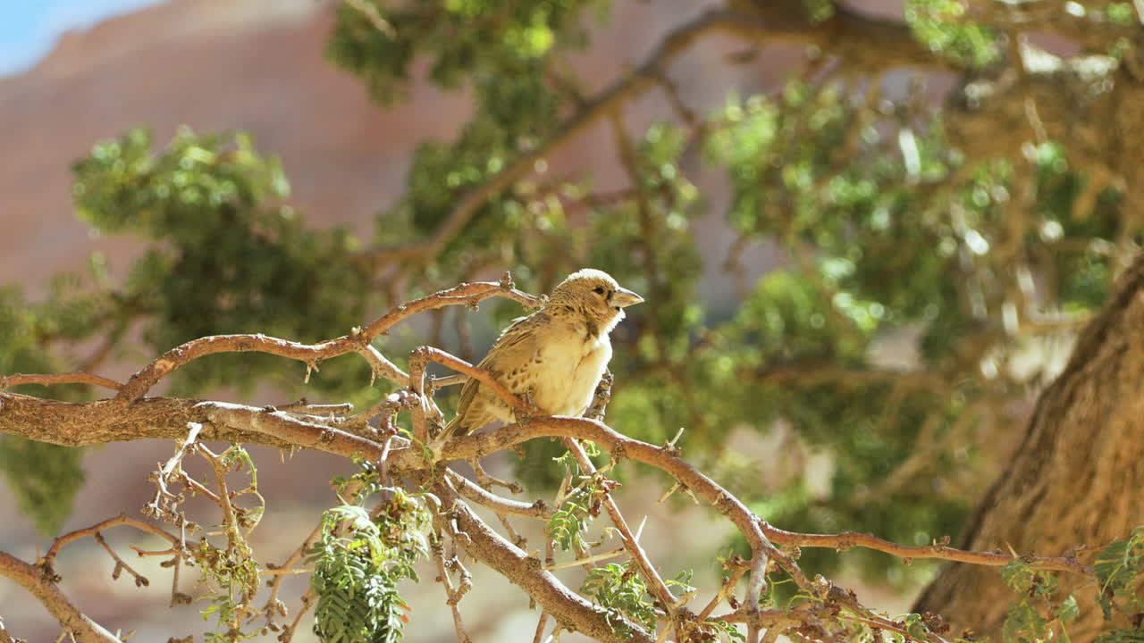 A sociable weaver bird scratches its head on a branch, then hops onto another branch. The tree the weaver is sitting on has green leaves, and a mountain and blue sky can be seen in the background.