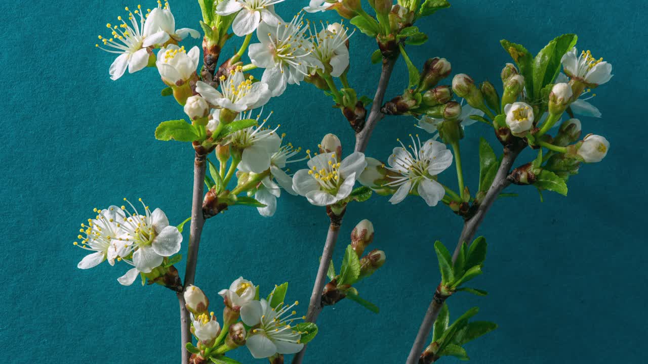 Fiori primaverili. Fiori di susino su un ramo in fiore su sfondo blu. Video Time Lapse 4K