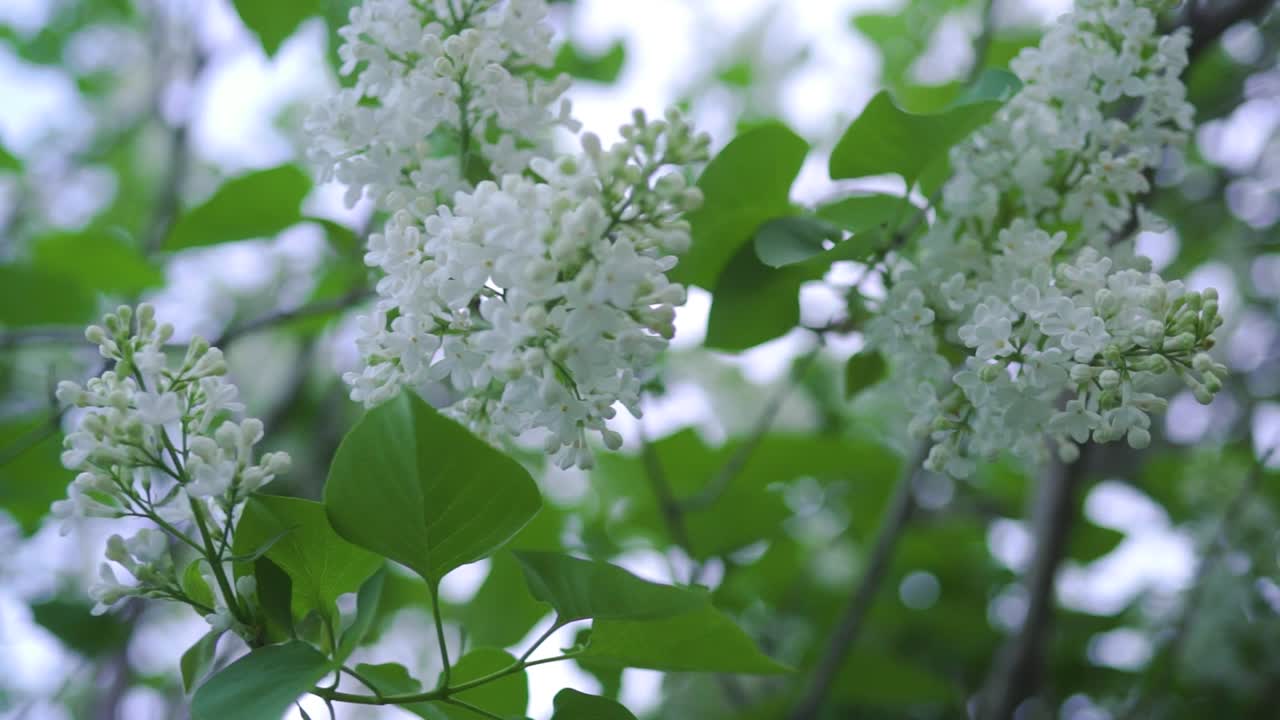 белые лилавые цветы весной