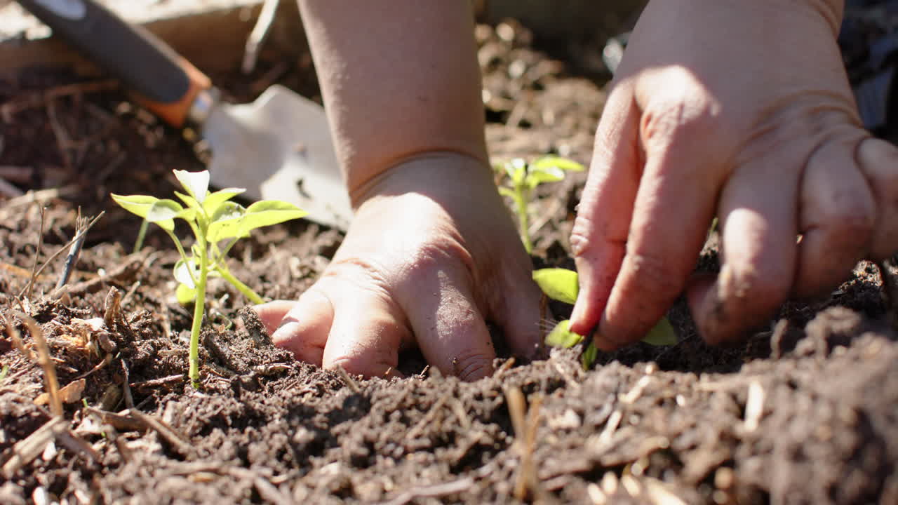 Close up of hands of senior biracial woman planting seeds in sunny garden, slow motion