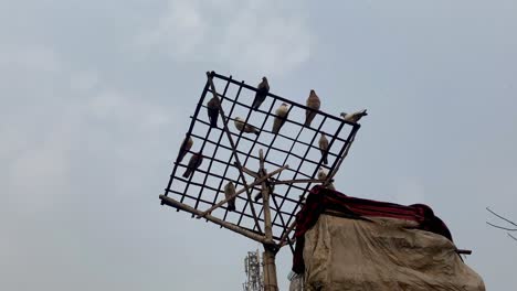 varias palomas posadas en la radio