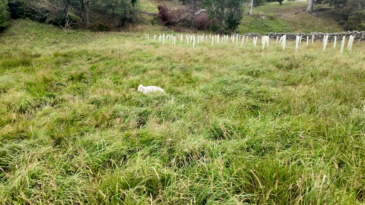 Golden labrador retriever enjoying a walk in tall grass in a field