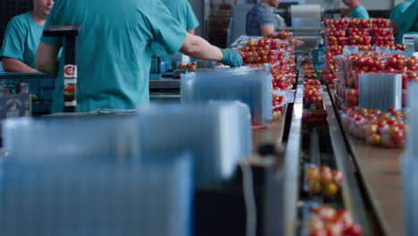 trabajadores de la fábrica de envasado de tomates que operan la fabricación de verduras rojas frescas