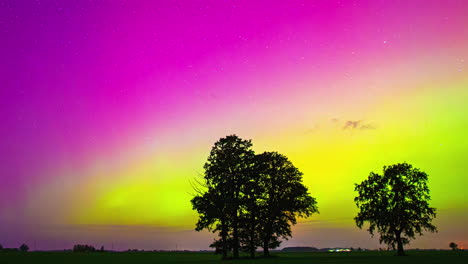Stunning Aurora Borealis over Trees