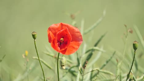 Nahaufnahme-Einer-Wehenden-Roten-Mohnblume-Auf-Dem-Feld-An-Einem-Sonnigen-Tag