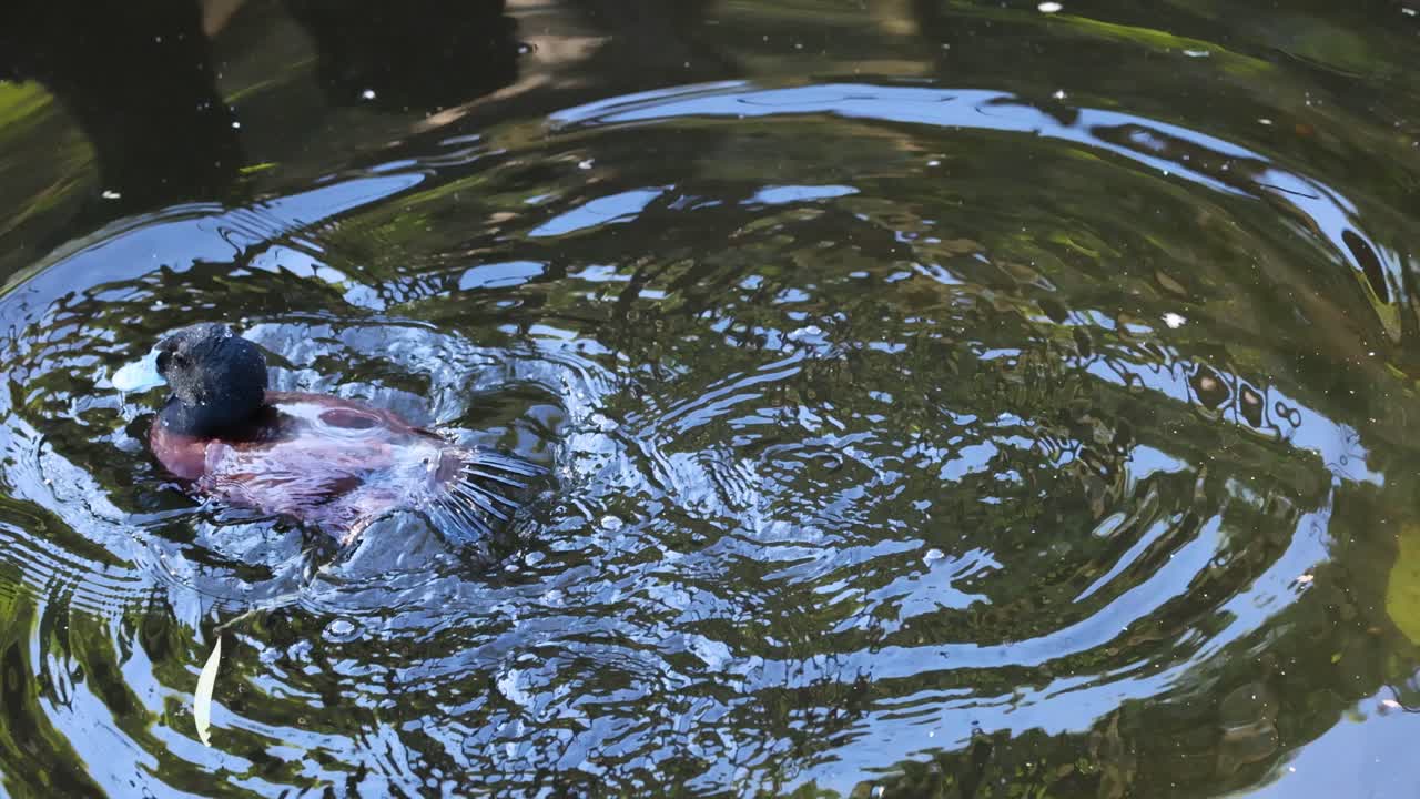 연못에서 헤엄치고 다이빙하는 오리