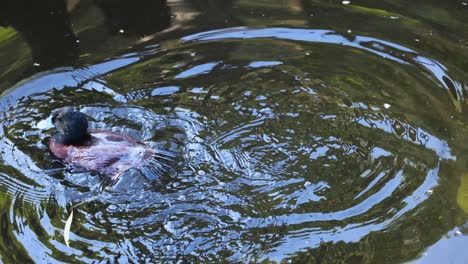 a duck swimming and diving in a pond