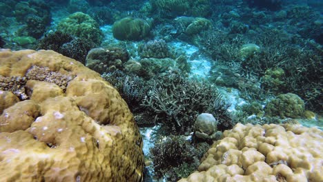 a handheld underwater shot of a busy coral reef in the philippines