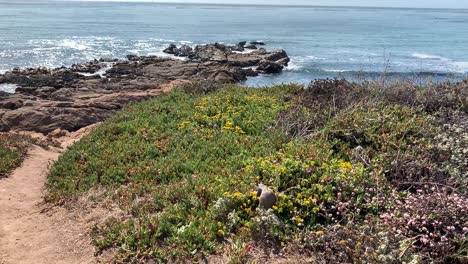 Adorable-California-ground-squirrel-sitting-up-and-eating-green-coastal-plants-along-Moonstone-Beach,-California-