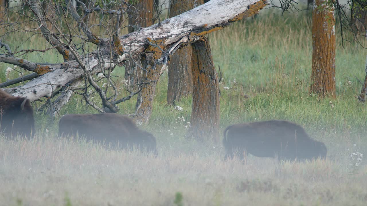 Bison with two calves walk through foggy woodland on quiet morning