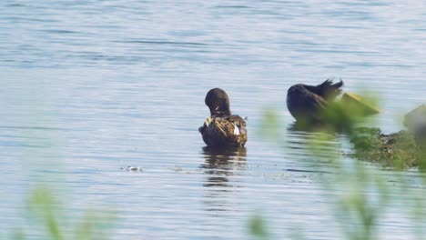 Stockente-Putzen-Federn-An-Sonnigen-Sommertagen-Am-See-Liepaja,-Mittlerer-Schuss-Aus-Der-Ferne