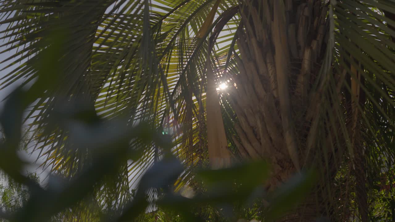 fotografía panorámica de la luz del sol detrás de una palmera exótica
