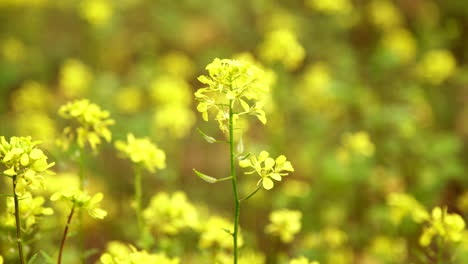 canola close up