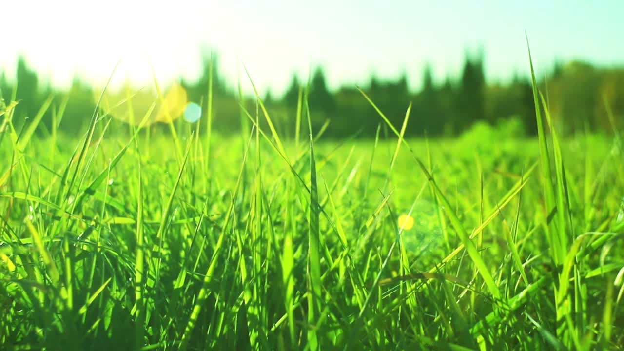 에 있는 초록 잔디 의 근접 사진