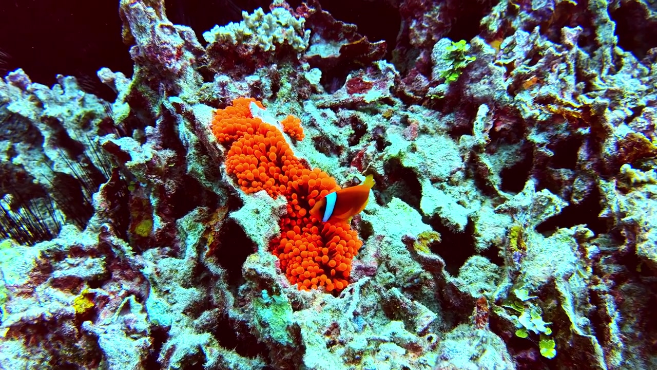 Un vivace pesce pagliaccio interagisce con un'anemone di mare arancione brillante annidata all'interno di una complessa struttura di barriera corallina del Pacifico.