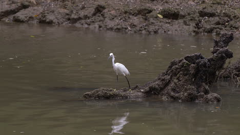 An-Egret-Perch-Walking-On-A-Rotten-Branch-Of-A-Tree-In-A-River,-Then-Suddenly-Flew-Away---Close-Up-Shot