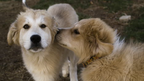 dos perros dorados y lindos enamorados acurrucados juntos al aire libre en la naturaleza, de cerca en súper cámara lenta