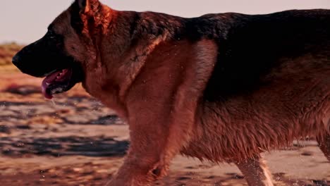 perro pastor alemán macho troteando fuera de una laguna en la suave luz de la noche