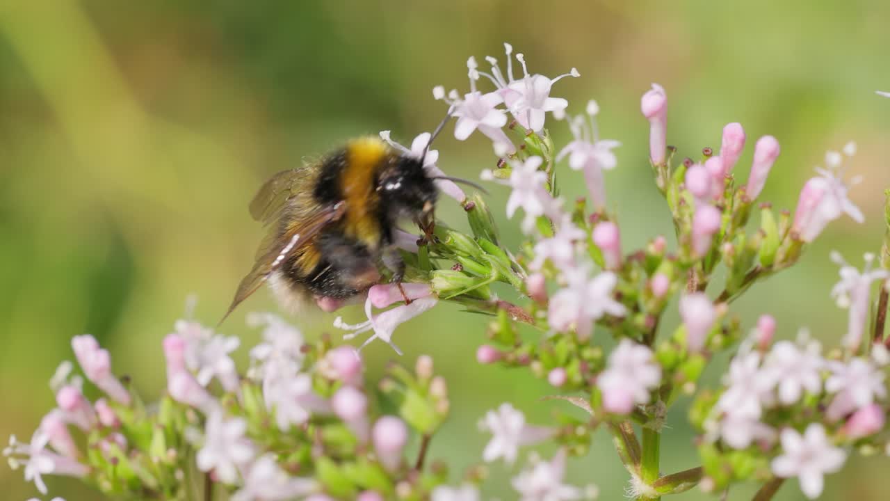 Bumblebee collects flower nectar at sunny day. Bumble bee in macro shot in slow motion.