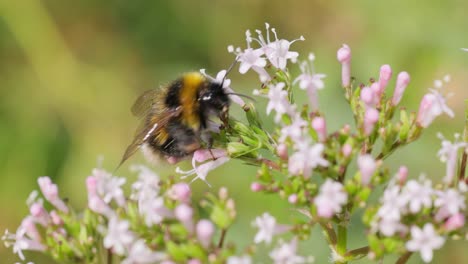 Hummel-Sammelt-An-Sonnigen-Tagen-Blütennektar.-Hummel-In-Makroaufnahme-In-Zeitlupe.