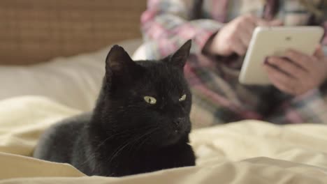 pet owner reading tablet in bed with pet black cat medium shot