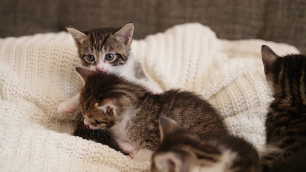 Gatito lamiéndose los labios en un sofá con sus hermanos gatos.