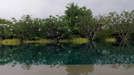 still water reflecting lush greenery and white flowers in koh phangan, thailand, after a tropical rain.