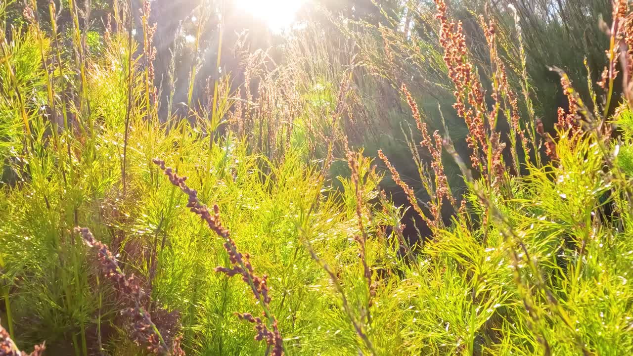 밝은 빛은 멜버른의 조용한 숲의 푸른 잎자루를 통해 필터링하여 활기차고 조용한 분위기를 만니다.