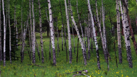 Filmischer-Espenbaum,-Bäume,-Feld,-Colorado,-Immergrün-Mit-Gelb-violetten-Blüten,-üppiges-Grün,-Hohes-Gras,-Reifer-Hain,-Vail,-Kupferberg,-Breckenridge,-Telluride,-Rocky-Mountain-Nationalpark,-Immer-Noch