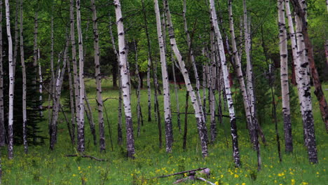 cinemático árbol de áspero árboles campo colorado perenne con flores amarillas púrpuras verde exuberante hierba alta maduro bosque vail cobre montaña breckenridge telluride montaña rocosa parque nacional todavía