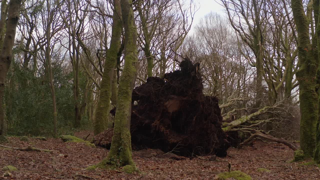 Uprooted tree stump surrounded by storm debris in a dense forest, centered aerial dolly