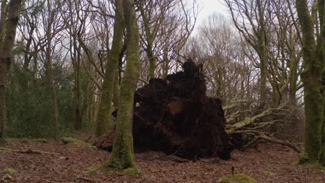 uprooted tree stump surrounded by storm debris in a dense forest, centered aerial dolly