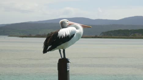 Un-Pelícano-Parado-En-Un-Poste-En-Mallacoota,-Victoria,-Australia