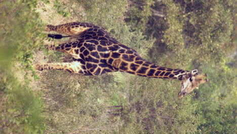 - la jirafa del norte ruminante vertical caminando en la sabana cubierta de hierba en áfrica