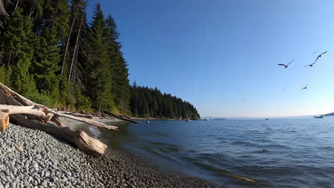scenic pebble beach with forest, sailboats, and birds on a sunny day
