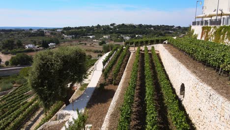 vista aérea del paisaje del viñedo de la terraza de la aldea de locorotondo, ciudad tradicional italiana en la cima de una colina, en un día soleado