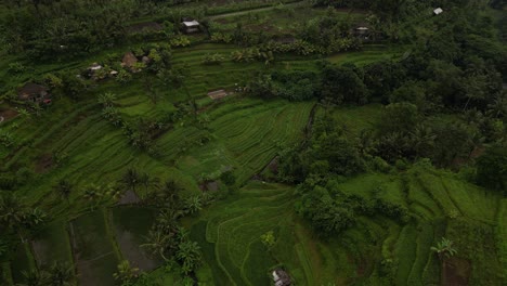 Looking-down-on-fields-and-farming-land-in-Bali,-Indonesia
