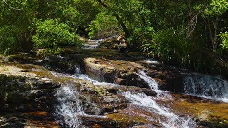 springbrook national park water stream to waterfalls, gold coast, queensland, australia